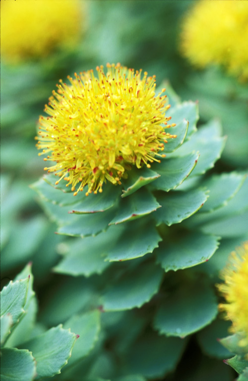 Rhodiola rosea – agricultural and medicinal plant of the Vikings